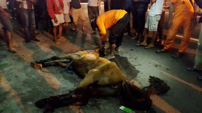 Pak Sadiyo Memastikan bahwa Kudanya telah meninggal (Dok. Theresia Mega)
